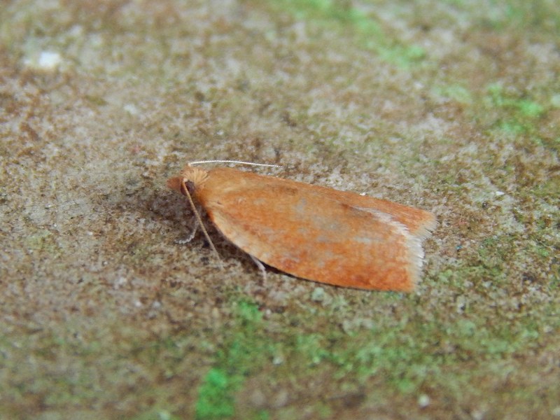 Tortricidae: Clepsis consimilana, femmina